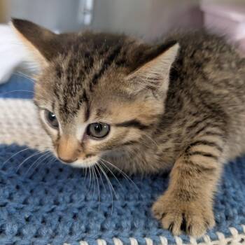 Muriel -  Domestic Short Hair Cat Available for Adoption in Manhattan, Kansas - Muriel | PetCurious
