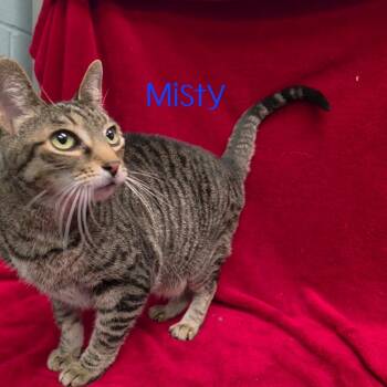 Misty -  Domestic Short Hair Cat for Adoption in Parkersburg, West Virginia - Misty | PetCurious