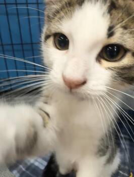 Duke -  Domestic Short Hair Cat for Adoption in Louisville, Kentucky - Duke | PetCurious