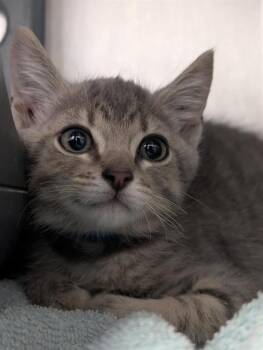A883865 -  Domestic Short Hair Cat for Adoption in Camarillo, California - A883865 | PetCurious