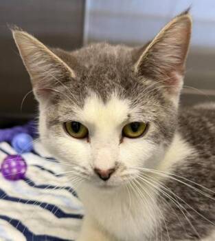 Domestic Short Hair Cats Available for Adoption - Sella | PetCurious