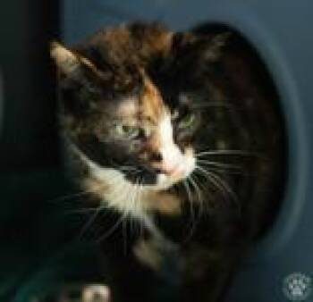Piper -  Domestic Short Hair Cat Available for Adoption in Potsdam, New York - Piper | PetCurious