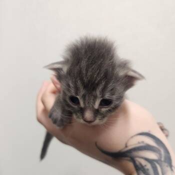 Tiramisu -  Domestic Medium Hair Cat Available for Adoption in North Battleford, Saskatchewan - Tiramisu | PetCurious