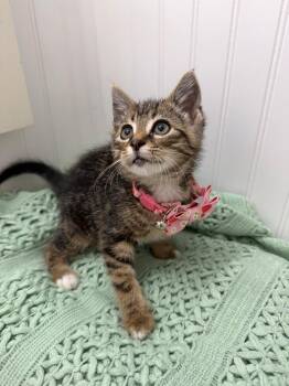 Lilo -  Domestic Short Hair Cat for Adoption in Kannapolis, North Carolina - Lilo | PetCurious