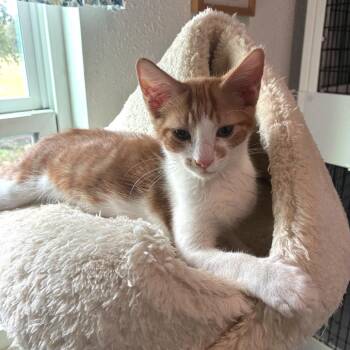 Razzle -  Domestic Short Hair Cat for Adoption in Bulverde, Texas - Razzle | PetCurious