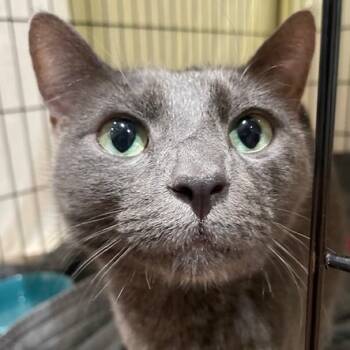 Rescue Domestic Short Hair Cats for Adoption in Cumming, Georgia - Vlad | PetCurious