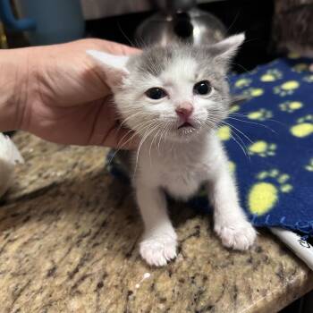 Charlie 26-07-062 -  Domestic Short Hair Cat for Adoption in Bastrop, Texas - Charlie 26-07-062 | PetCurious