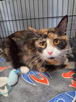 Molly -  Domestic Long Hair Cat for Adoption in Muskegon, Michigan - Molly | PetCurious