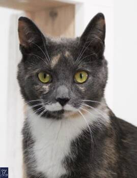 Melissa -  Domestic Short Hair Cat for Adoption in Albion, New York - Melissa | PetCurious
