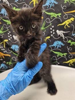GALAXY -  Domestic Short Hair Cat for Adoption in Riverside, California - GALAXY | PetCurious