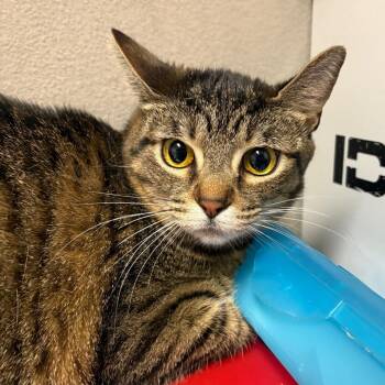 Rootbeer -  American Shorthair Cat for Adoption in Yuma, Arizona - Rootbeer | PetCurious