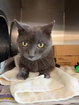 Domestic Short Hair Cats Available for Adoption - George/Popoki | PetCurious