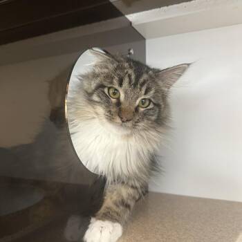 Domestic Medium Hair Cats Available for Adoption - Tufts | PetCurious