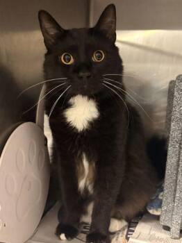 Oreo -  Domestic Medium Hair and Domestic Short Hair Cat for Adoption in Daytona Beach, Florida - Oreo | PetCurious