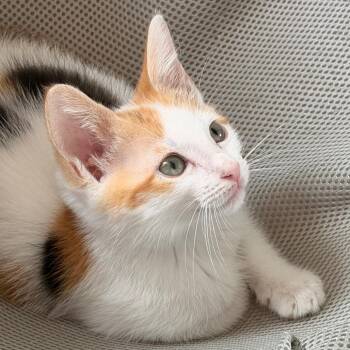 Olive -  Domestic Short Hair Cat Available for Adoption in Jupiter, Florida - Olive | PetCurious