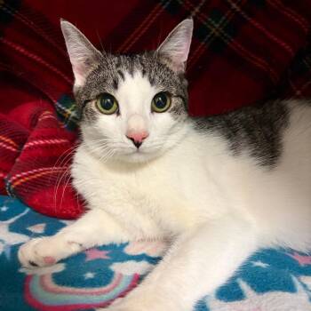 Snow -  Domestic Short Hair Cat for Adoption in Morristown, Vermont - Snow | PetCurious