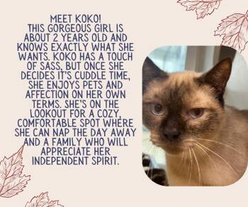 Rescue Siamese Cats for Adoption in Tama, Iowa - KoKo | PetCurious