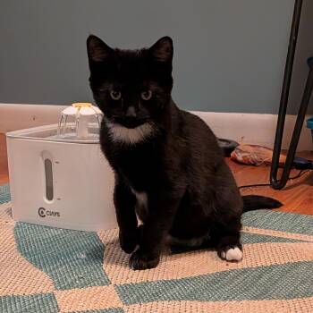 Domestic Short Hair Cats Available for Adoption - Pawtista | PetCurious