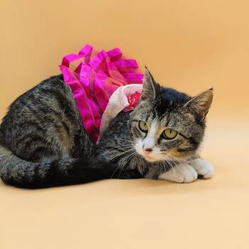 Domestic Short Hair Cats Available for Adoption in Springfield, Missouri - Tumblr | PetCurious