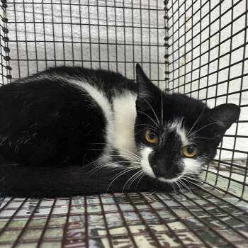 Domestic Short Hair Cats Available for Adoption in Edinburg, Texas - Juliana | PetCurious