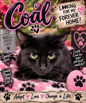Coal -  Domestic Short Hair Cat for Adoption in Shelbyville, Tennessee - Coal | PetCurious