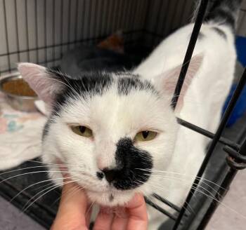 STONE -  Domestic Short Hair Cat for Adoption in Muskegon, Michigan - STONE | PetCurious