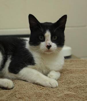 Casanova -  Domestic Short Hair Cat for Adoption in Westland, Michigan - Casanova | PetCurious