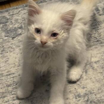 Domestic Medium Hair Cats Available for Adoption in Eagle Mountain, Utah - Eleven Carter | PetCurious