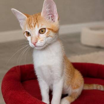 Ripley -  Domestic Short Hair Cat for Adoption in Victoria, British Columbia - Ripley | PetCurious