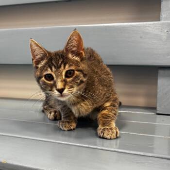 Cauldron -  Domestic Short Hair Cat for Adoption in Georgetown, Kentucky - Cauldron | PetCurious