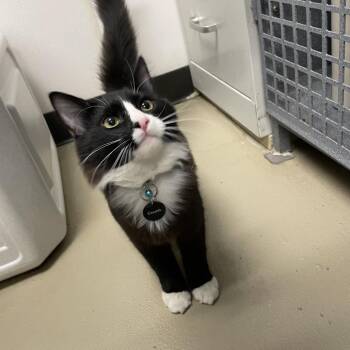 Sammy -  Domestic Short Hair Cat for Adoption in Rexburg, Idaho - Sammy | PetCurious