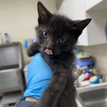 Rescue Domestic Short Hair Cats for Adoption in Bastrop, Texas - Gomez 25-10-133 | PetCurious