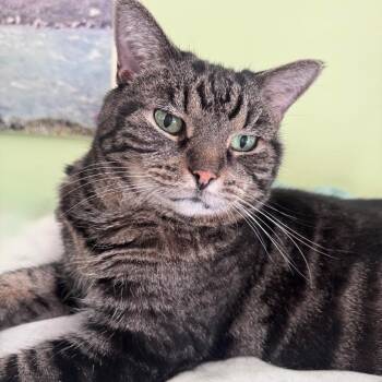 Sweetie -  American Shorthair Cat for Adoption in Saratoga Springs, New York - Sweetie | PetCurious