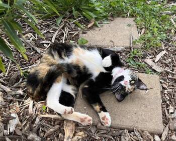 Eleanor: Not a shelter cat: -  Calico Cat for Adoption in Rustburg, Virginia - Eleanor: Not A Shelter Cat: | PetCurious