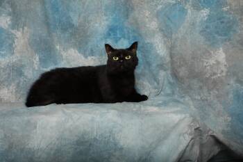 Obsidian -  Domestic Short Hair Cat for Adoption in Rock Falls, Illinois - Obsidian | PetCurious