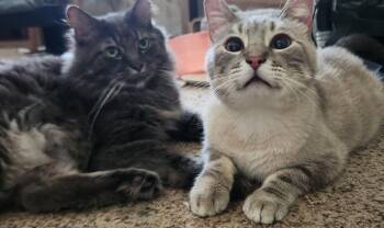Roman & Meeko -  Domestic Long Hair and Siamese Cat for Adoption in Lincoln, Nebraska - Roman & Meeko | PetCurious