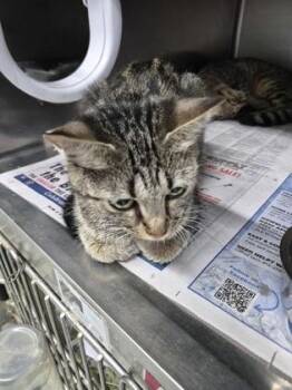 Sakura (Adoption fee sponsored) -  Domestic Short Hair Cat for Adoption in Seneca, South Carolina - Sakura (Adoption Fee Sponsored) | PetCurious