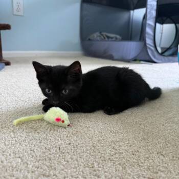 Leaf -  Domestic Short Hair Cat for Adoption in Mastic, New York - Leaf | PetCurious