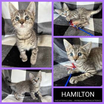 Hamilton -  Domestic Short Hair Cat for Adoption in Corpus Christi, Texas - Hamilton | PetCurious
