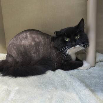 Mr Business -  Domestic Long Hair Cat for Adoption in Saint Marys, Pennsylvania - Mr Business | PetCurious