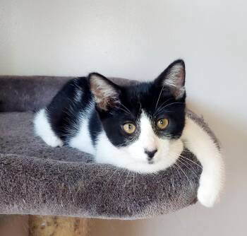 Rescue Domestic Short Hair Cats for Adoption in Chicago, Illinois - Stormy (aka Tac) | PetCurious
