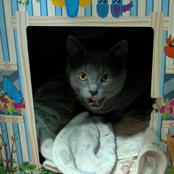Domestic Short Hair Cats Available for Adoption in Johnstown, Pennsylvania - Grover | PetCurious