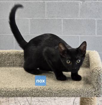 Nox -  Domestic Short Hair Cat for Adoption in Maggie Valley, North Carolina - Nox | PetCurious