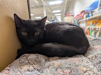 Peppercorn -  Domestic Short Hair Cat for Adoption in Seven Valleys, Pennsylvania - Peppercorn | PetCurious