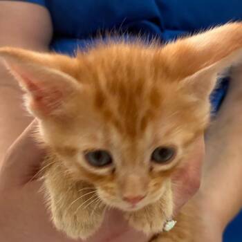 Jon -  Domestic Short Hair Cat for Adoption in Manhattan, Kansas - Jon | PetCurious