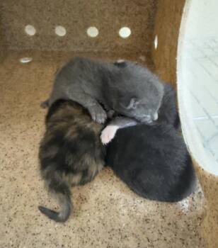 A1934375 -  Domestic Short Hair Cat for Adoption in Riverside, California - A1934375 | PetCurious