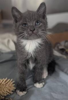Domestic Short Hair Cats Available for Adoption in Fort Lauderdale, Florida - MOBY | PetCurious
