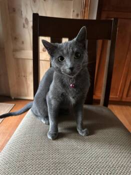 Ghost -  Domestic Short Hair Cat for Adoption in Wheaton, Illinois - Ghost | PetCurious