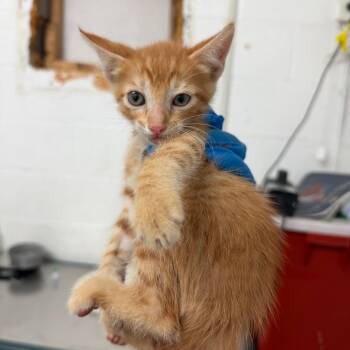 Gibraltar -  Domestic Short Hair Cat for Adoption in Edinburg, Texas - Gibraltar | PetCurious
