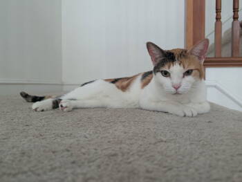 Rescue Domestic Short Hair Cats for Adoption in Walnut Creek, California - Cali | PetCurious